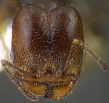 Media type: image;   Entomology 34270 Aspect: head frontal view